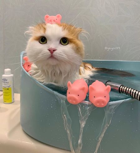 猫 うずらちゃん お風呂 激おこ