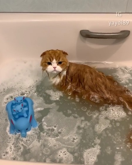 猫 うずらちゃん お風呂 激おこ