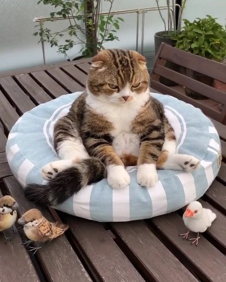 猫 うずらちゃん お風呂 激おこ