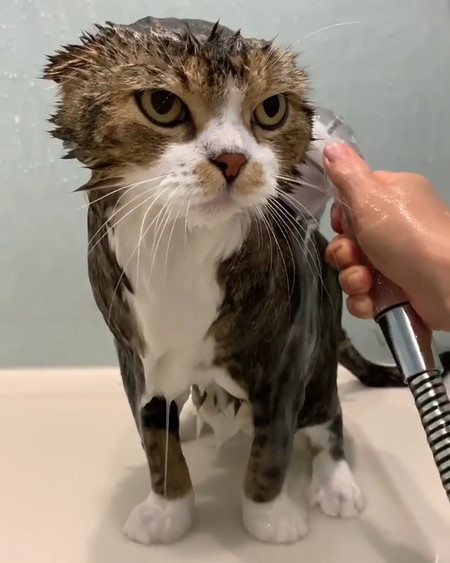 猫 うずらちゃん お風呂 激おこ