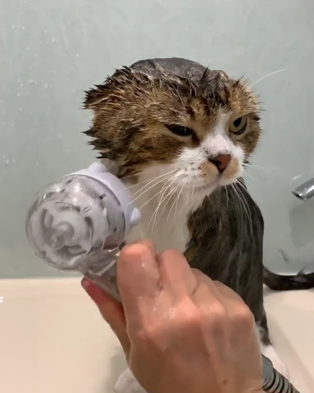 猫 うずらちゃん お風呂 激おこ