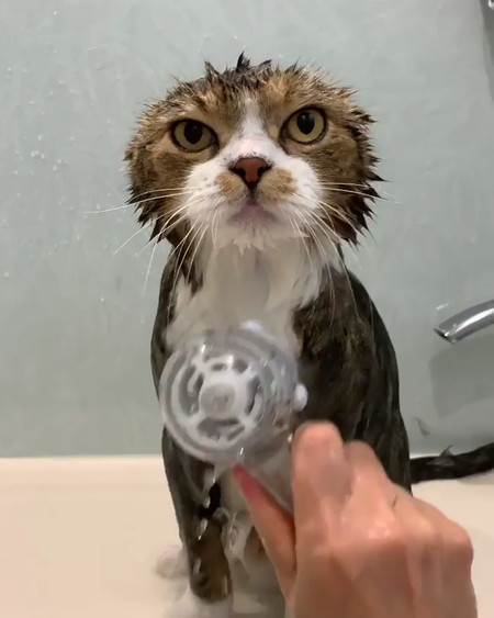 猫 うずらちゃん お風呂 激おこ