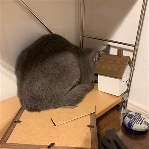 ぎんちゃんはしょんぼりボーイ