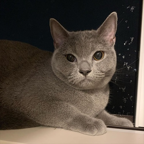 ぎんちゃんはしょんぼりボーイ