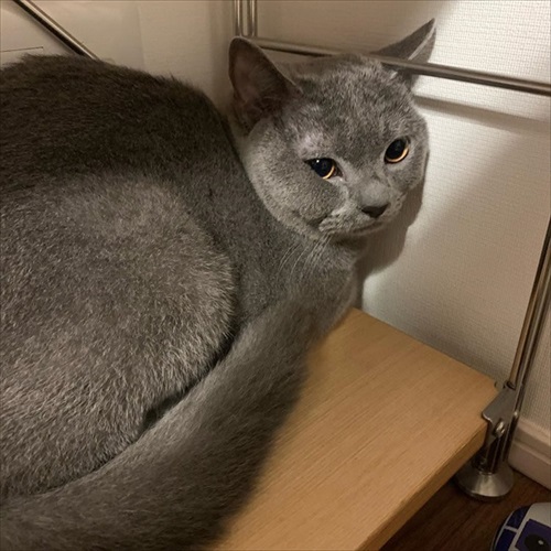 ぎんちゃんはしょんぼりボーイ