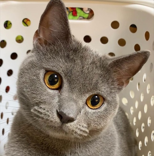 ぎんちゃんはしょんぼりボーイ