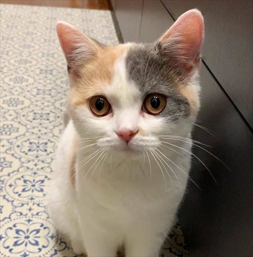 ぎんちゃんはしょんぼりボーイ