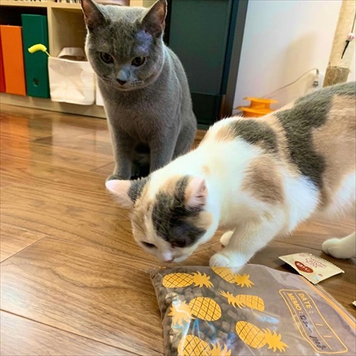 ぎんちゃんはしょんぼりボーイ