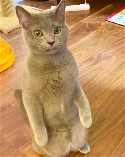 ぎんちゃんはしょんぼりボーイ