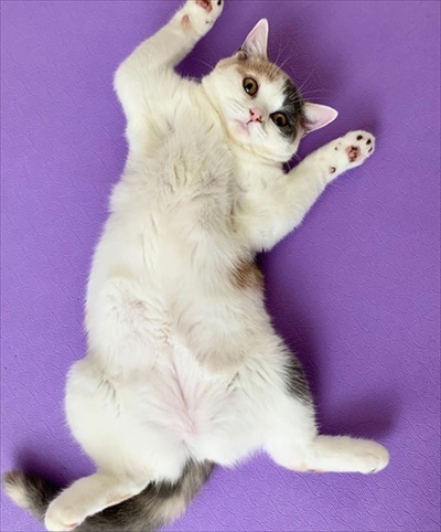 ぎんちゃんはしょんぼりボーイ