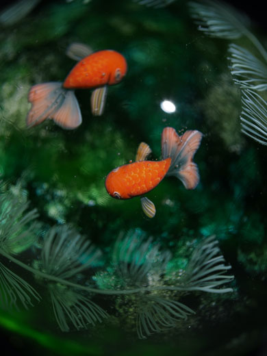 美しいとんぼ玉「金魚玉」に感動の声 小さいガラス玉で泳ぐ金魚