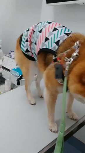 柴犬 まろ 病院 足 震え 注射 先生 恐怖 怖い ブルブル