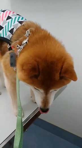 柴犬 まろ 病院 足 震え 注射 先生 恐怖 怖い ブルブル