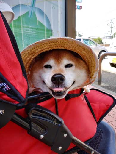 柴犬 まろ 病院 足 震え 注射 先生 恐怖 怖い ブルブル