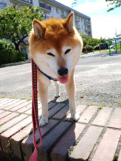 柴犬 まろ 病院 足 震え 注射 先生 恐怖 怖い ブルブル