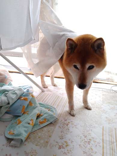 柴犬 まろ 病院 足 震え 注射 先生 恐怖 怖い ブルブル