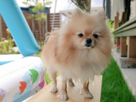 思ってたのとちがうポメちゃん