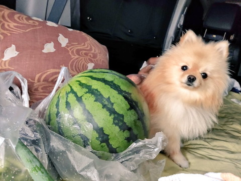 ぽぽちゃんがいっぱい