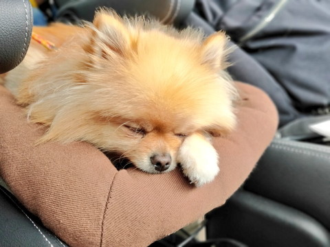 ぽぽちゃんがいっぱい