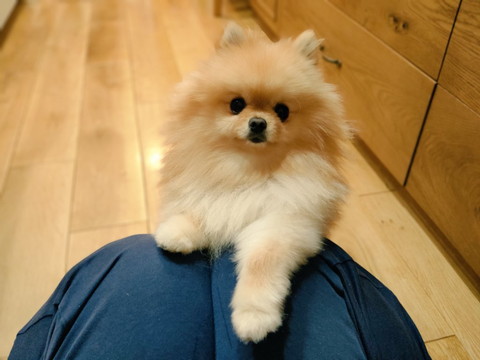 ぽぽちゃんがいっぱい