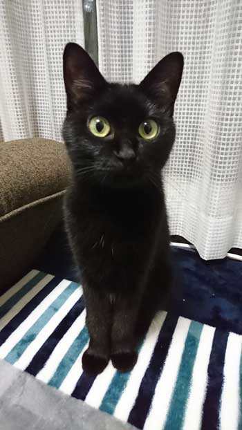 ハンガーにしか見えない 黒 猫 ファー