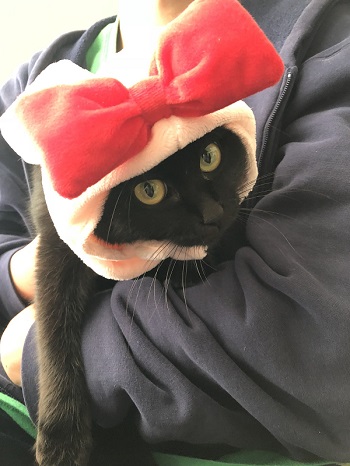 ハンガーにしか見えない 黒 猫 ファー