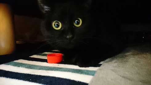 ハンガーにしか見えない 黒 猫 ファー