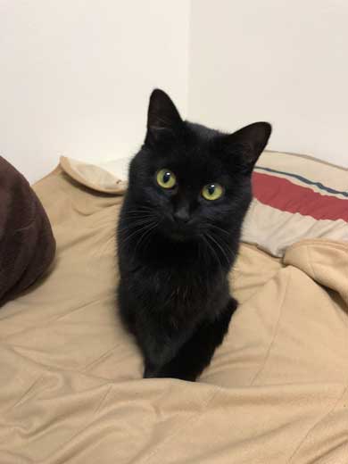 ハンガーにしか見えない 黒 猫 ファー