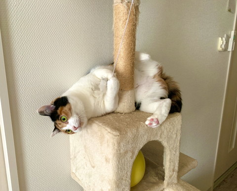 ぽっちゃり楽ちゃん