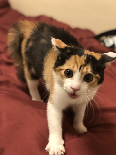 ぽっちゃり楽ちゃん