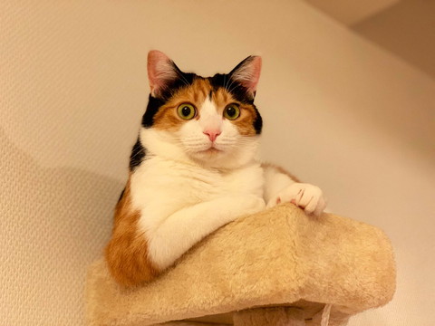 ぽっちゃり楽ちゃん