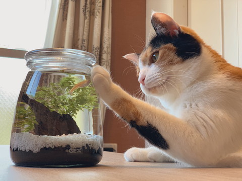 ぽっちゃり楽ちゃん