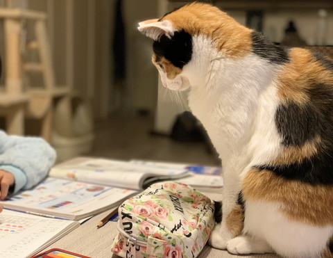 ぽっちゃり楽ちゃん