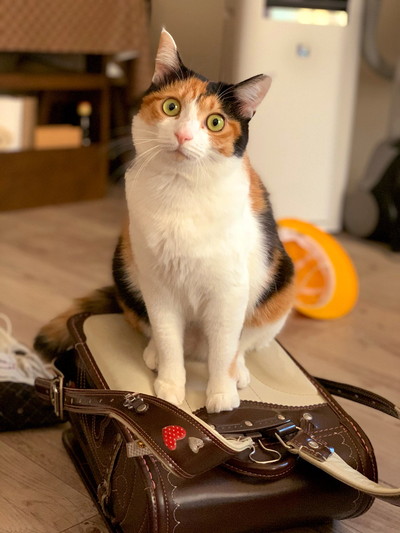 ぽっちゃり楽ちゃん