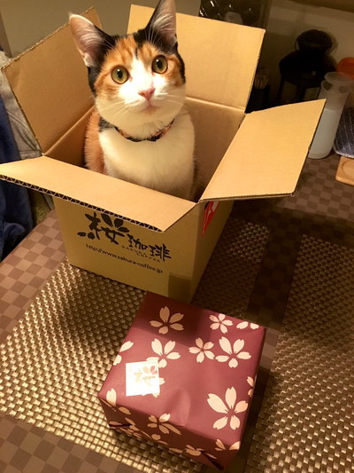 ぽっちゃり楽ちゃん