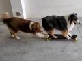 犬「スケボー乗るよー」　犬「後ろから押してあげるワン！」　見事なバランス感覚と友情を見せるワンコたち
