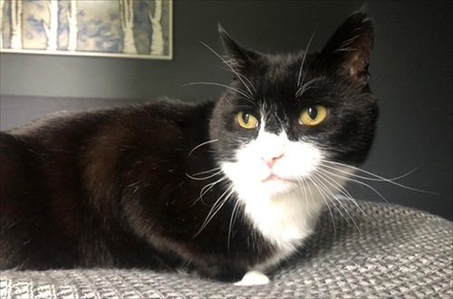 イギリス外務省の猫・パーマストン引退