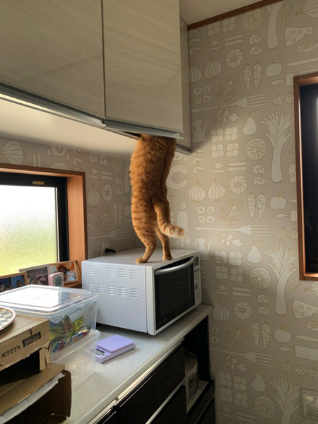 おやつ泥棒をする猫ちゃん