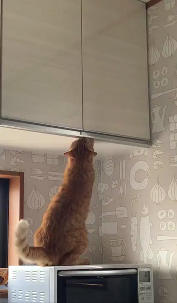おやつ泥棒をする猫ちゃん