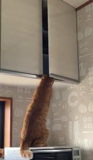 おやつ泥棒をする猫ちゃん