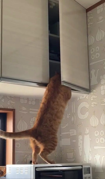 おやつ泥棒をする猫ちゃん