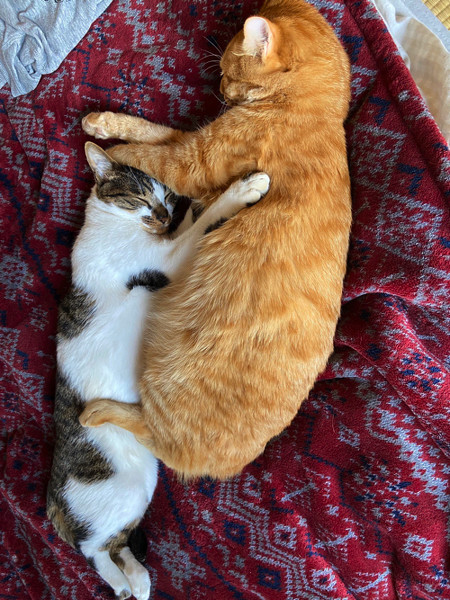 おやつ泥棒をする猫ちゃん