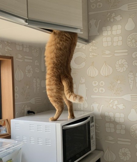 おやつ泥棒をする猫ちゃん