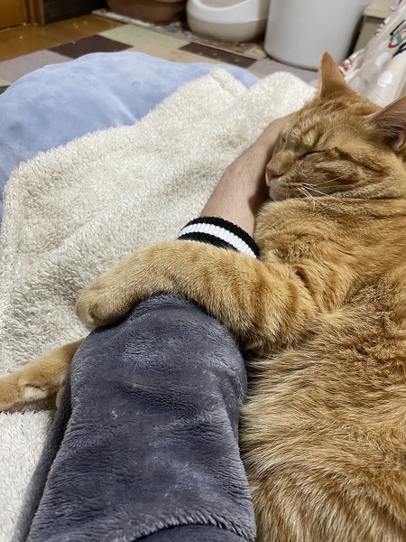 おやつ泥棒をする猫ちゃん