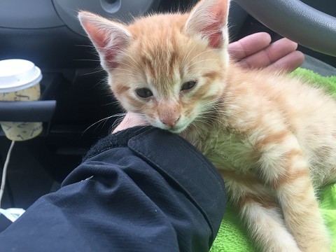 おやつ泥棒をする猫ちゃん
