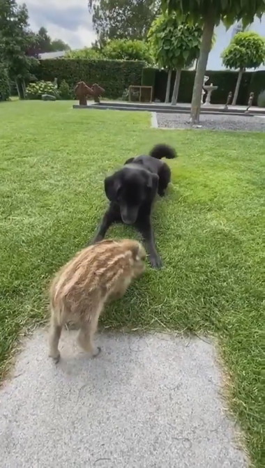 うり坊とわんこ