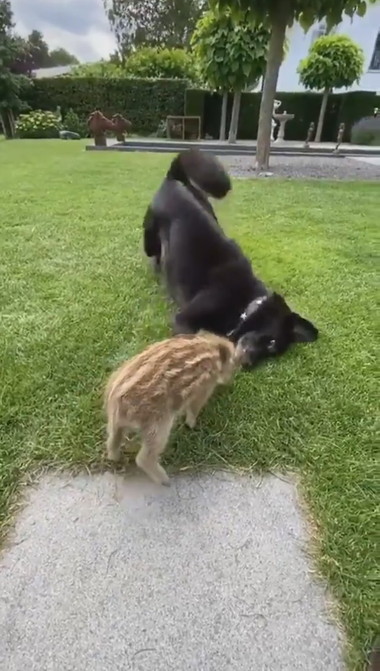 うり坊とわんこ