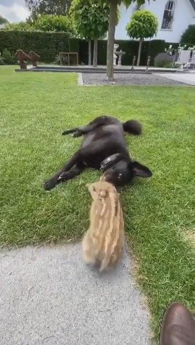 うり坊とわんこ