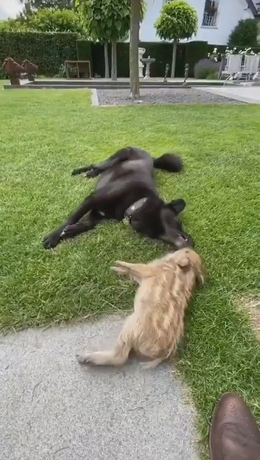 うり坊とわんこ