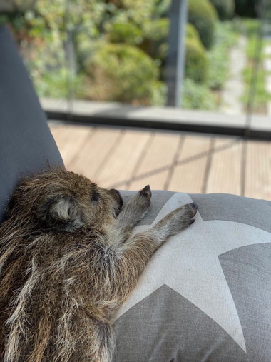 うり坊とわんこ